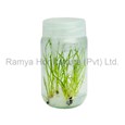 Ramya Horticulture
